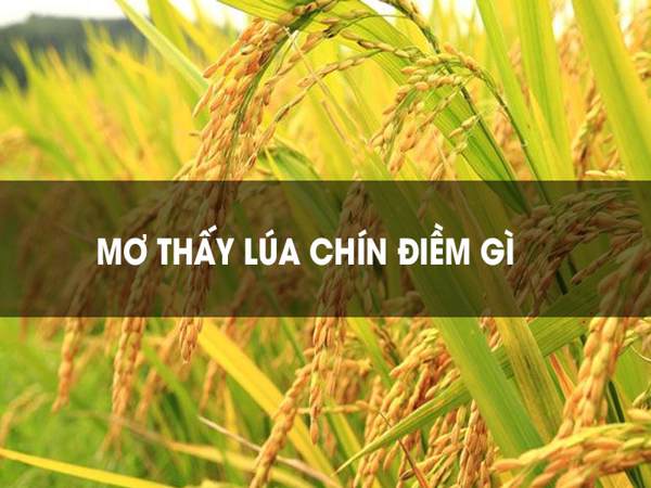 Mơ thấy lúa chín điềm báo lành hay dữ?