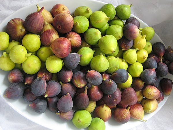 Trông thấy quả vả mang lại những ý nghĩa đa dạng gì?