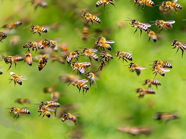 Giải mã nhiều điềm báo thú vị nằm mơ thấy đàn ong